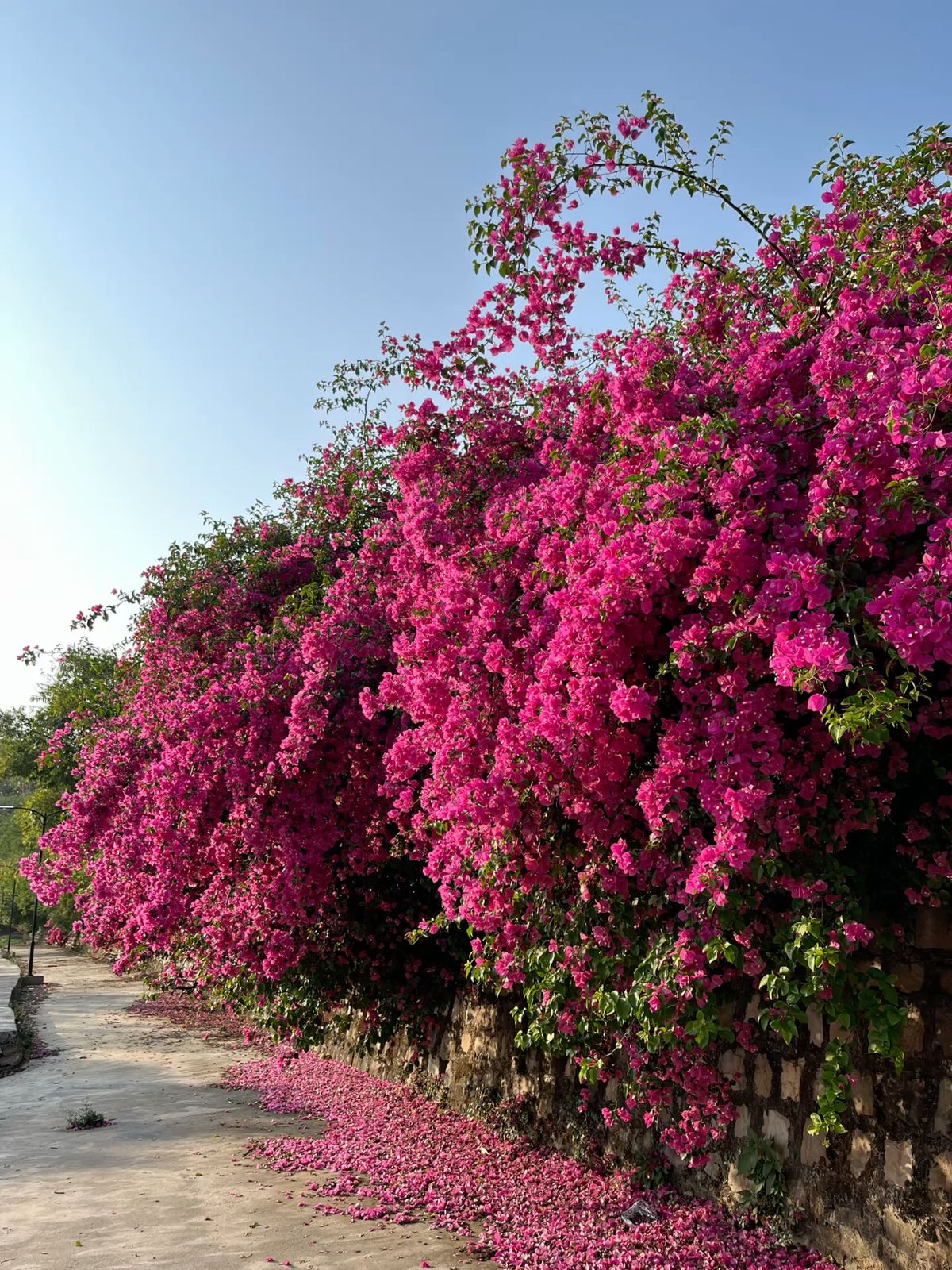 Flowers View