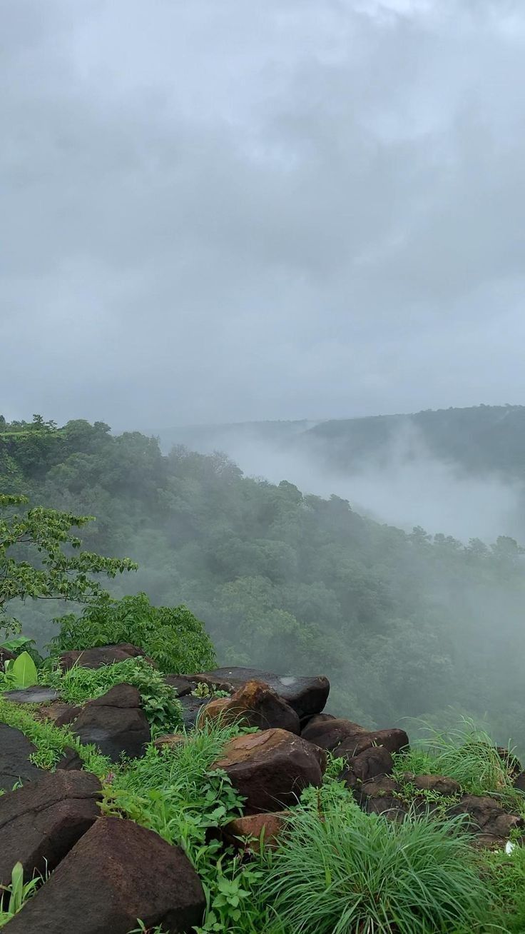 Forest View